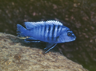 Pseudotropheus sp. 'perspicax tanzania' Njambe